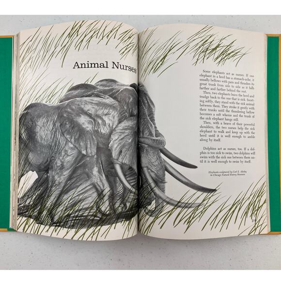 Vintage Childcraft Life Around Us How And Why Library Children's Encyclopedia - Picture 9 of 12